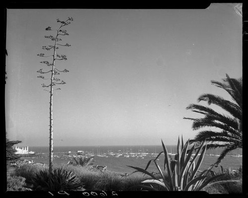 Agaves, 1 in bloom, on Palisades Park cliffs, Santa Monica, 1934