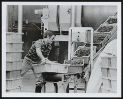 Hand loading presses with Pinot noir grapes at Piper Sonoma, Healdsburg, California, 1981