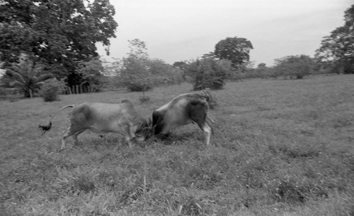 Cattle fighting in a field, San Basilio de Palenque, 1976