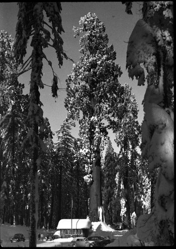 Giant Sequoias, Winter Scenes, Sentinel Tree in snow