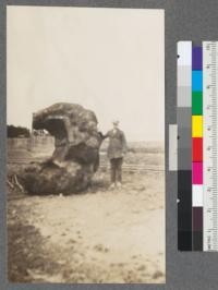 A large redwood burl, too large for the band saw. Photo out of focus. Caspar Lumber Company, Caspar, California. May 1920, E.F