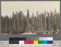 Edge of Forest along east side of Schneider's Meadow, 150 yards north of Califorest Camp, Meadow Valley, California. Showing virgin forest in back, young forest in front. Flat topped Sugar Pines, pyramid topped Yellow Pines, spire topped Firs on the sky line; young firs (white) in front with branches in "layers". August, 1920. E.F