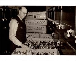 Unidentified man inspecting turkey poults at the Poehlmann Hatchery, Petaluma, California, about 1950