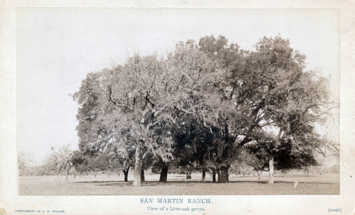 1892 Oak trees on San Martin Ranch