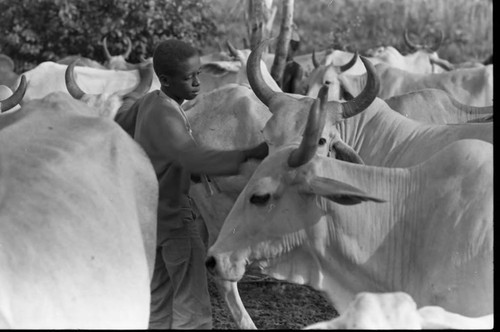 Boy stands in the middle of a cattle herd, San Basilio de Palenque, 1975