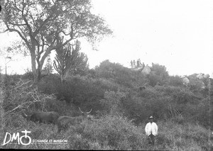 African man with cattle, Kouroulene, South Africa, ca. 1896-1911
