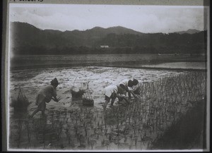 Frauen beim Reissetzen