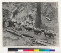 From: Division of Forestry, 410 Rosenberg Building, Santa Rosa, California. Picture #2. Logging with "bull teams" on Caspar Creek in the late '70's was a rugged life. Much of the logging was hand work implemented by the "bulls" where pratical. The "bull-whacker" with the goad and the "water slinger" with his bucket were standard equipment in early redwood logging. "30"
