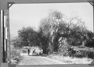 Baobab tree, Muhenda(?), Tanzania, ca.1898-1914