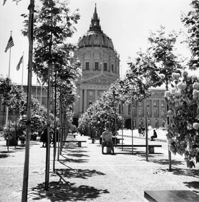 [Row of Trees located in the Civic Center Plaza across from City Hall]