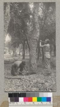 Stripping of cork is begun by making a cut with saw through the cork down to inner bark layer both top and bottom. Then a vertical cut is made following depressions in the bark. The Chico trees were stripped to a height of 5.8 ft. July 1940. Metcalf