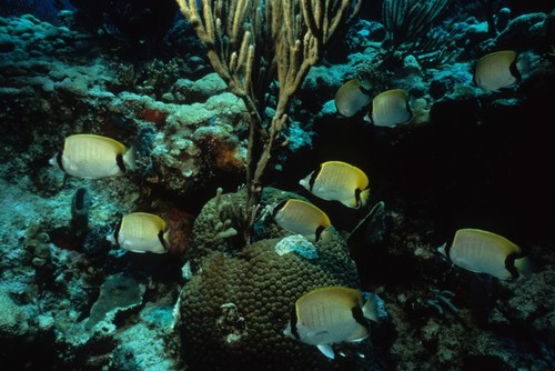 Butterflyfish on a reef