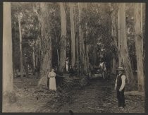 Eucalyptus Trees on Tully Ranch