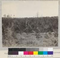 Higgins Lake Forest, Michigan. Norway and Scotch Pine plantations. May, 1924