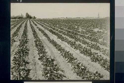 No. 94. Sweet potato patch, August 1921