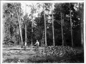 Eucalyptus trees planted and cut for fire wood, Nadam Ranch, ca.1900-1905