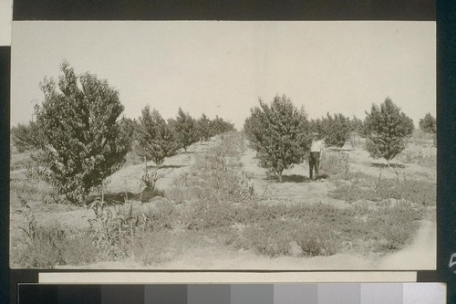 No. 196. Peach orchard owned by Mr. Ruhl, allotment 227. Picture taken Aug. 14, 1923 - trees planted Jan. 1922