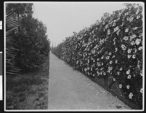 Paved path along a hedge of Cherokee Roses, Los Angeles, ca.1920