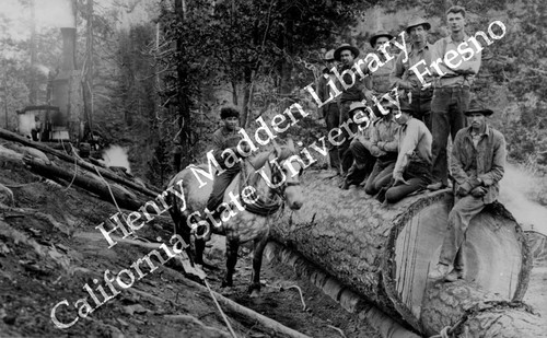Loggers on a log