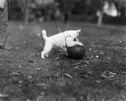 Terrier and his ball, view 4