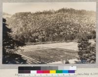 Nursery, The Pacific Lumber Company, Scotia, California. July 8, 1925