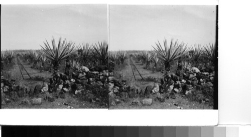 Near Muna, Yucatan, Mex.: Henequen field of a plantation between Muna and Uxmal. The tracks are used for carrying the harvest leaves, in carts with railroad type wheels and drawn by mules, from the field to the processing plant on the hacienda