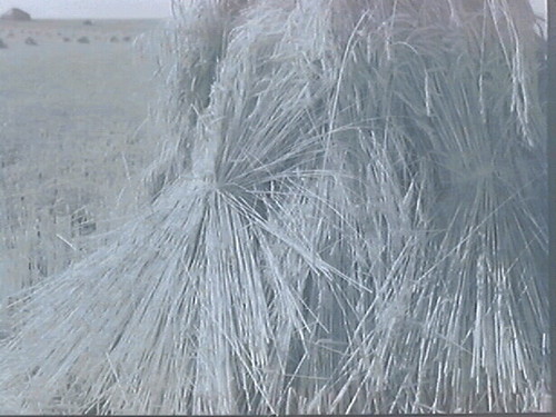 Wheat, S. Dakota & Landscape