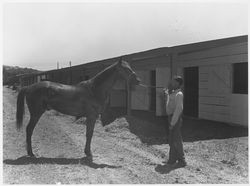 Unidentified horse and his groom posing at the Fairgrounds, Santa Rosa