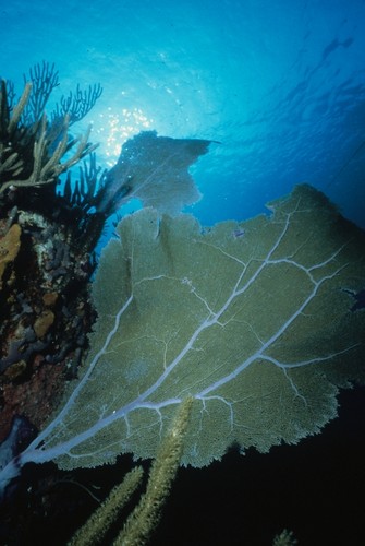 Sea fan coral on a rocky outcropping