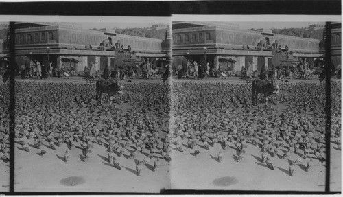 A market place paved with pigeons - all animal life is sacred in India.-Jaipur. India