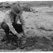 Photographs from Wild Legacy Book. Photograph, Ranger measuring abalone