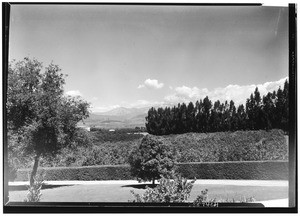 Orange groves from Silver Peak Guest Ranch, March 28, 1928