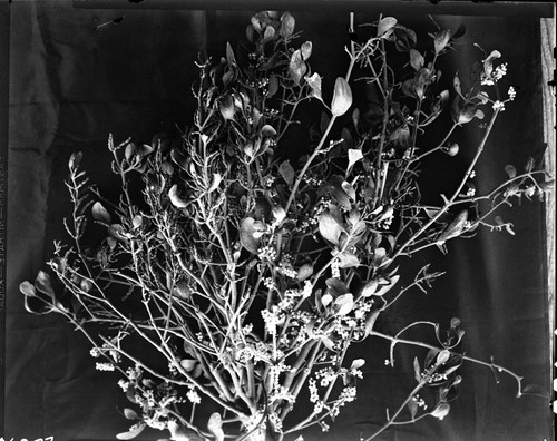 Misc. Plants, Mistletoe (on Buckeye)