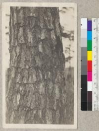 Benguet Pine. Pinus insularis. Philippine Islands by A. Muzzall. Typical bark of the Benguet Pine