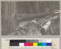 Redwood Utilization Study. Redwood breakage study, 1928. Illustrating how rough ground is "leveled up". This--a 7 foot tree--stood just below a break in the slope. In order to make its 250' of length strike in as many places as possible, the stump was cut so high that the next point of contact was the log, and the next point the point of the hill. E. F. June 20, 1928