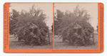 Rose Tree, 27 in. circumferanc [sic], Gen. Stoneman, San Gab'l. 4399.