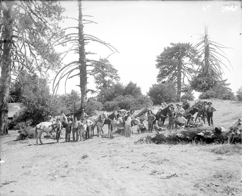 Construction workers and pack animals, San Gabriel Mountains