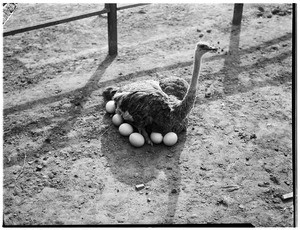 Nesting ostrich in Lincoln Park, showing closer view of the ostrich