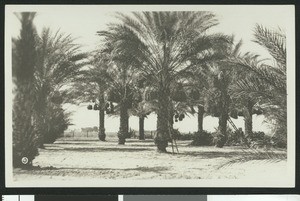 Stand of date palms bearing clusters of dates on what appears to be a farm