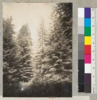 Redwood region. View of plot on Big River cut in 1923 showing growth in 17 years--the third crop. Cutting was of 65-year-old second growth. Tree to R. of center is a sprout 9" diameter at breast height x 60'. See also 6713-14. 6-3-40. E.F