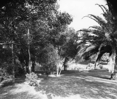 View of lawn at MacArthur Park