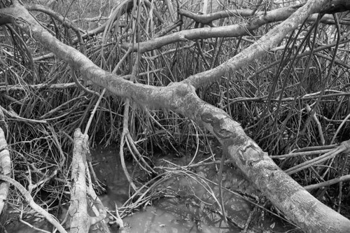 Inside a mangrove forest, Isla de Salamanca, Colombia, 1977