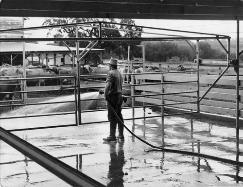 26 After milking each morning and evening the barn and holding pen must be washed. Here a farm worker in rubber boots is hosing the cement floor of the holding pen. The shelter shed in the background protects the dairy herd against bad weather. In California, because of the mild climate, no other protection is needed