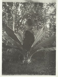 Musa (a wild banana plant)