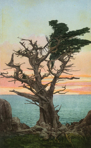 Witch Tree, Monterey, Calif