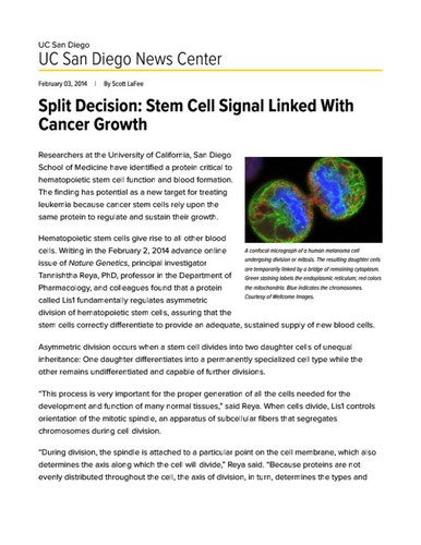 Split Decision: Stem Cell Signal Linked With Cancer Growth
