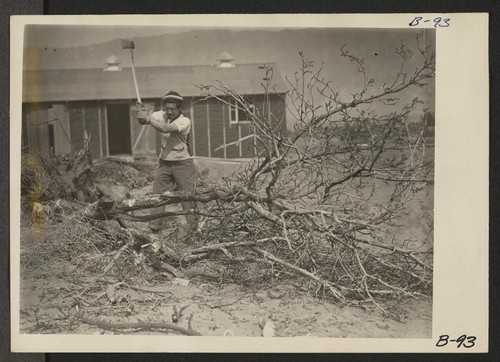 Manzanar, Calif.--Clearing the grounds at this War Relocation Authority center where 10,000 evacuees of Japanese ancestry are spending the duration. Photographer: Albers, Clem Manzanar, California