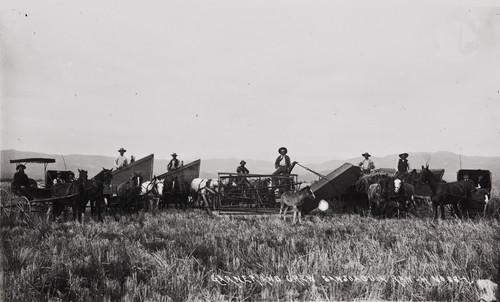 Photograph of Garner's header crew harvesting grain