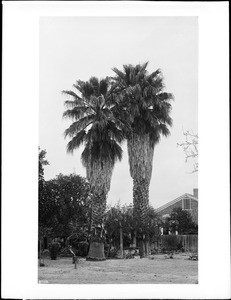 Fan palm trees at the residence of Sheriff Hammel on San Pedro Street, Los Angeles
