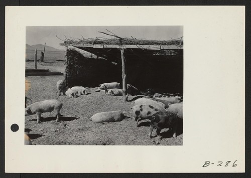 A view on the hog farm, where evacuee workers raise all the pork which is used by the residents of this War Relocation Authority Center. Due to special treatment and care, the death rate among this group of hogs is far less than the national average. Photographer: Stewart, Francis Topaz, Utah